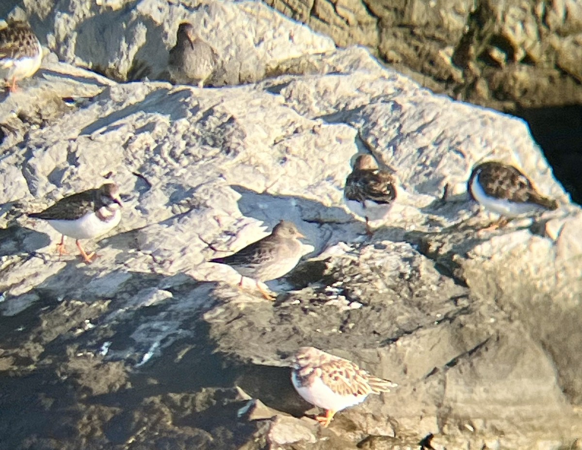 Purple Sandpiper - ML626080345