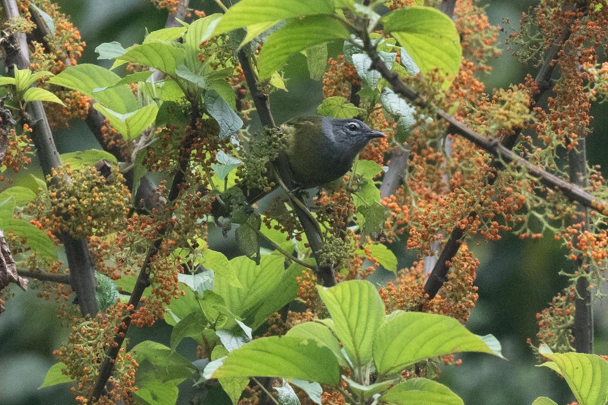 Kikuyu Mountain Greenbul - ML626080373