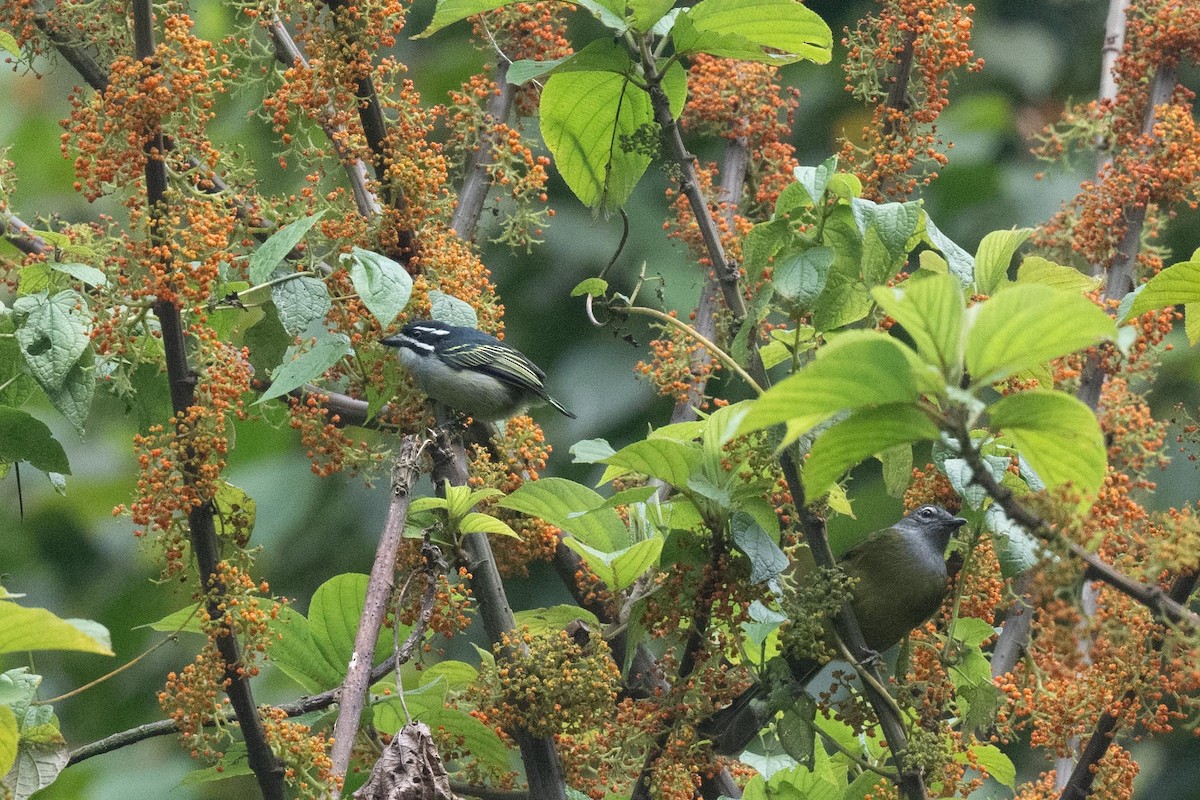 Yellow-rumped Tinkerbird - ML626080390