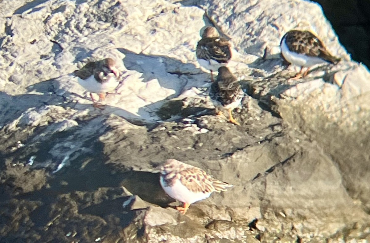 Ruddy Turnstone - ML626080404