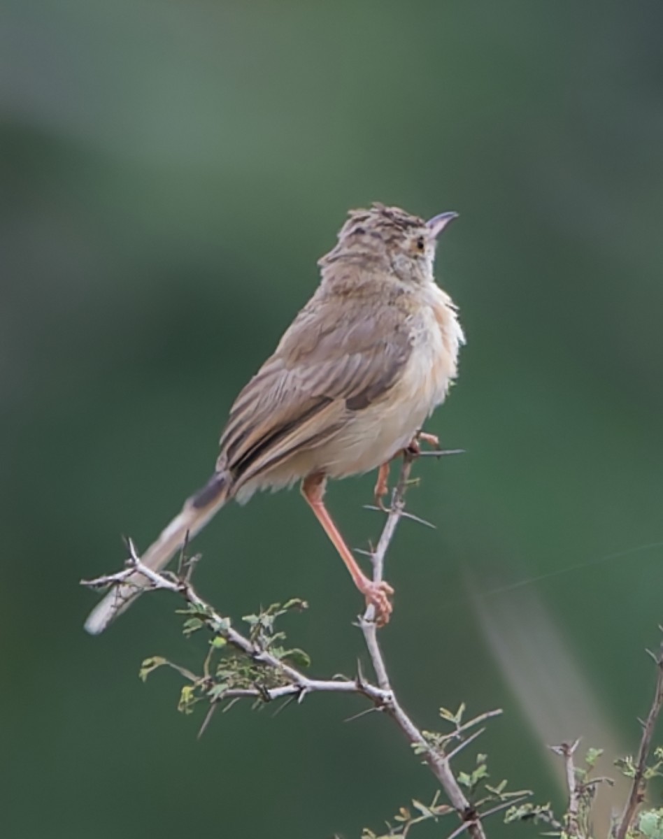 Prinia Selvática - ML626080408