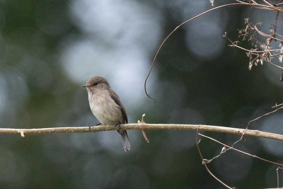 African Dusky Flycatcher - ML626080436