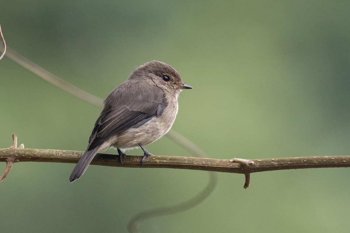 African Dusky Flycatcher - ML626080437