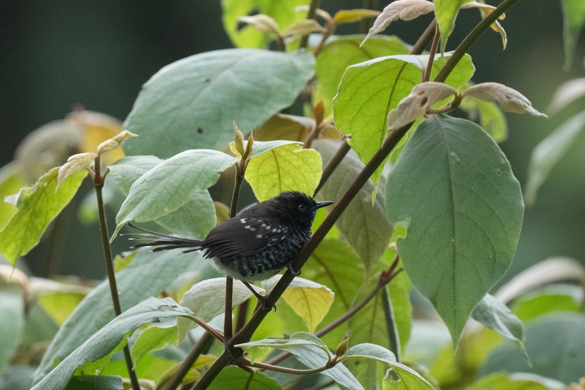 Banded Prinia - ML626080458