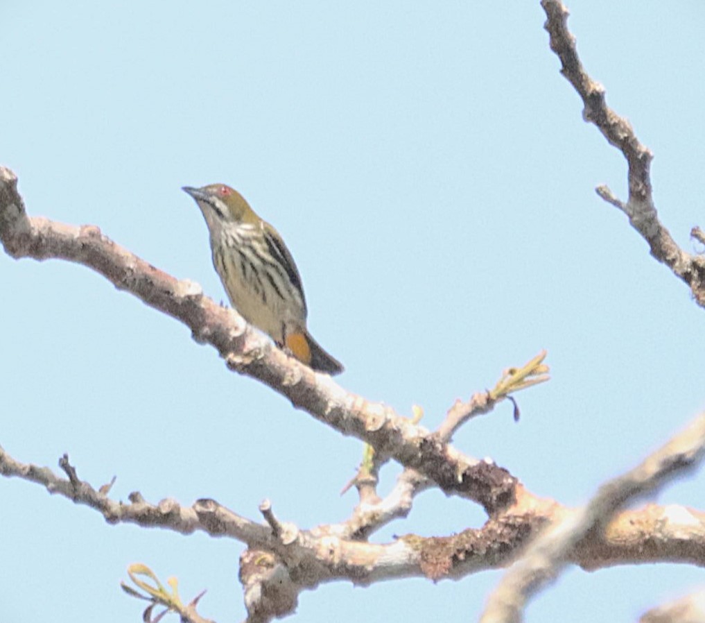 Yellow-vented Flowerpecker - ML626080474