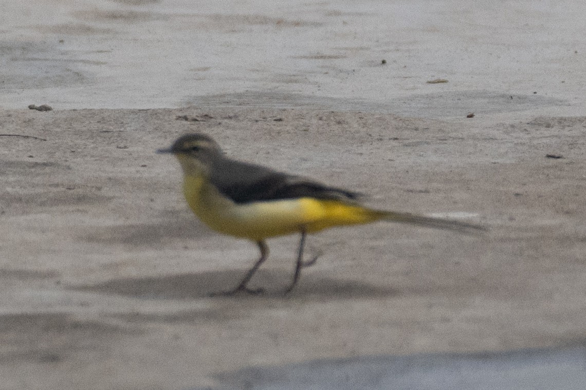 Gray Wagtail - ML626080490