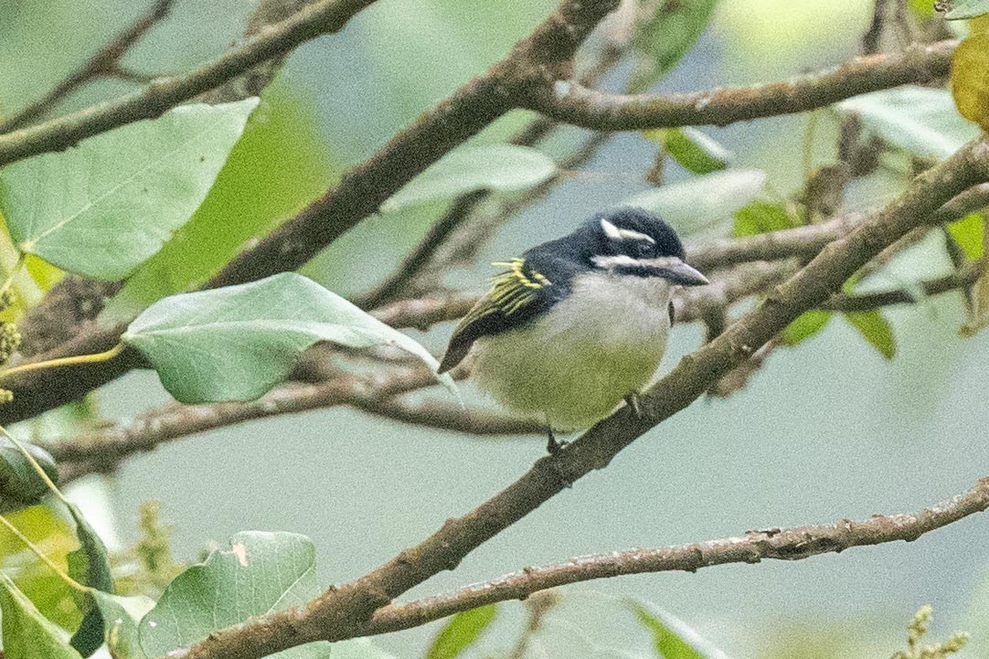 Yellow-rumped Tinkerbird - ML626080509