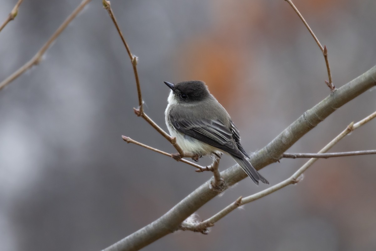 gråfibi - ML626080515