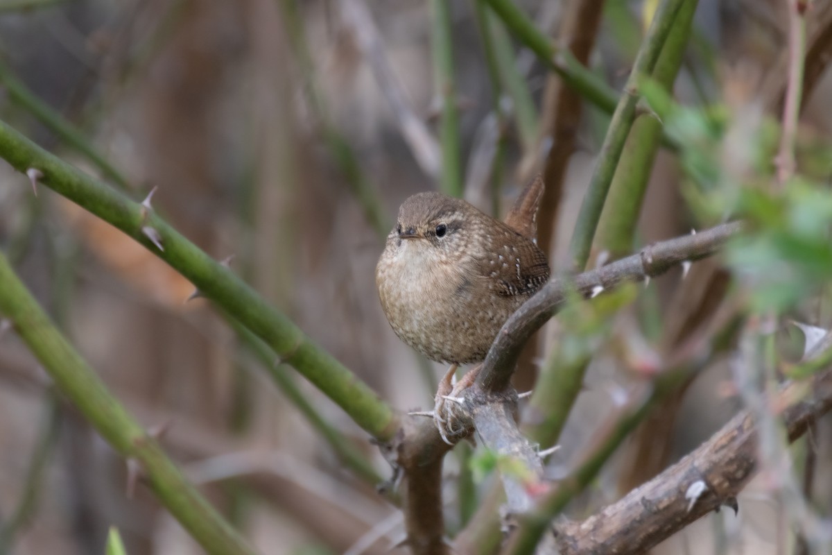 vintersmett - ML626080529