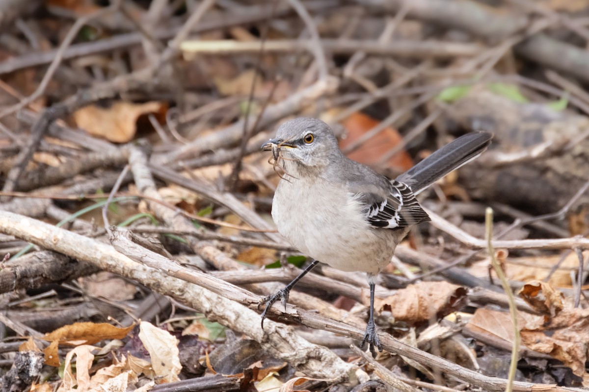 sangspottefugl - ML626080540