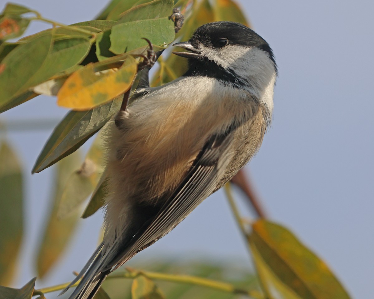 Black-capped Chickadee - ML626080541