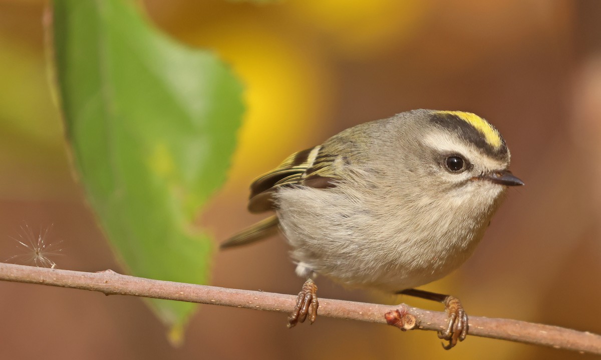 Golden-crowned Kinglet - ML626080547