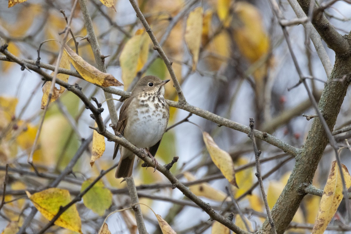 eremittskogtrost - ML626080548