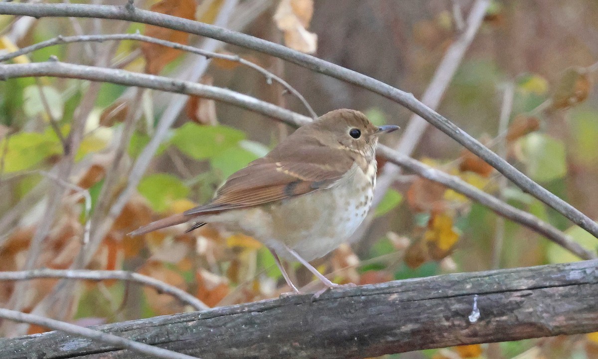 Hermit Thrush - ML626080555