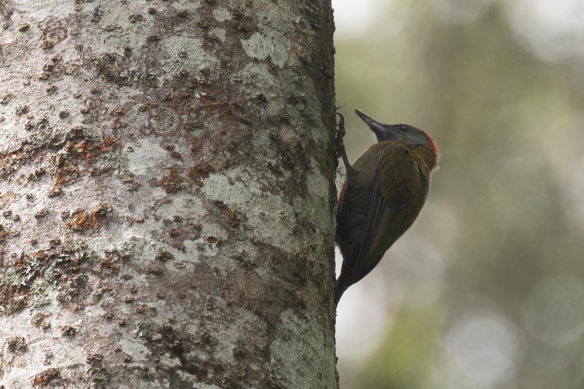 Olive Woodpecker - ML626080633