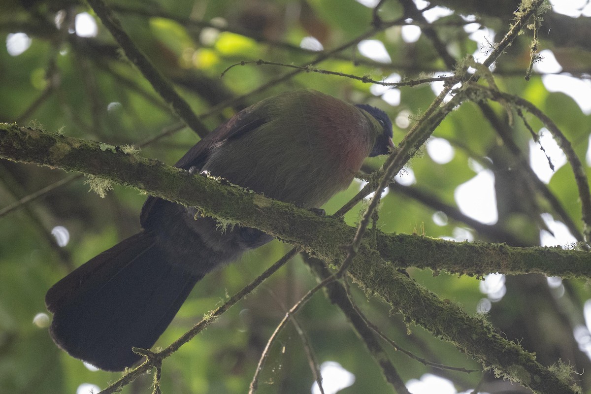 Rwenzori Turaco - ML626080643