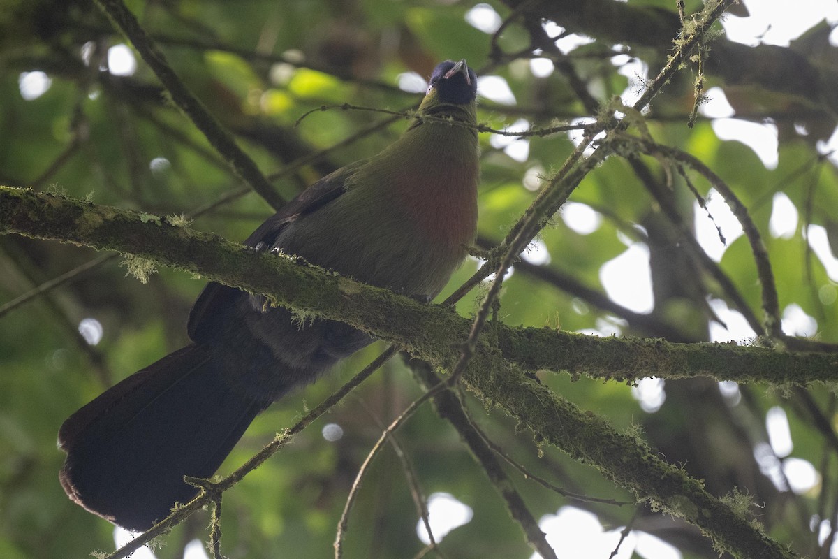 Rwenzori Turaco - ML626080644