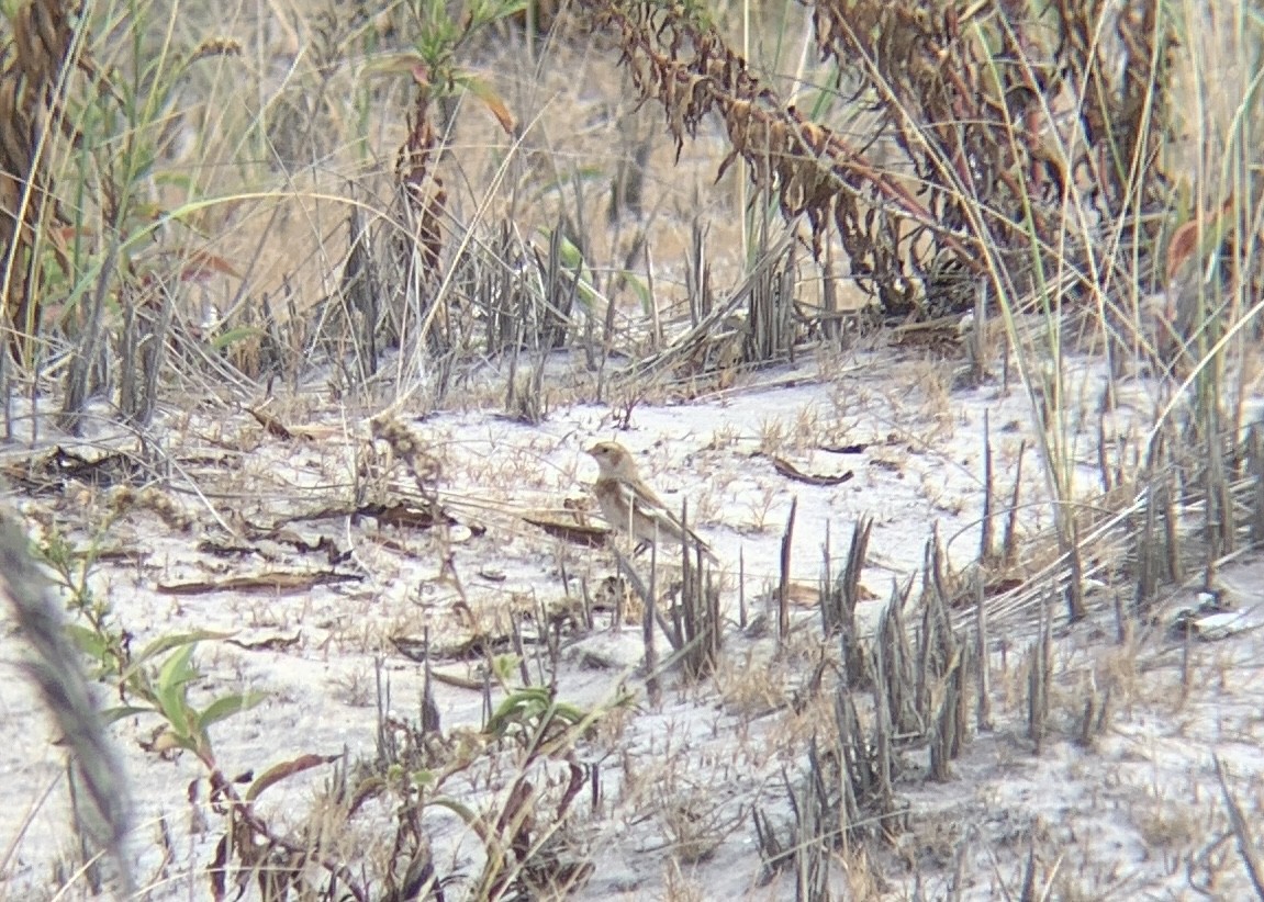 Snow Bunting - ML626080663