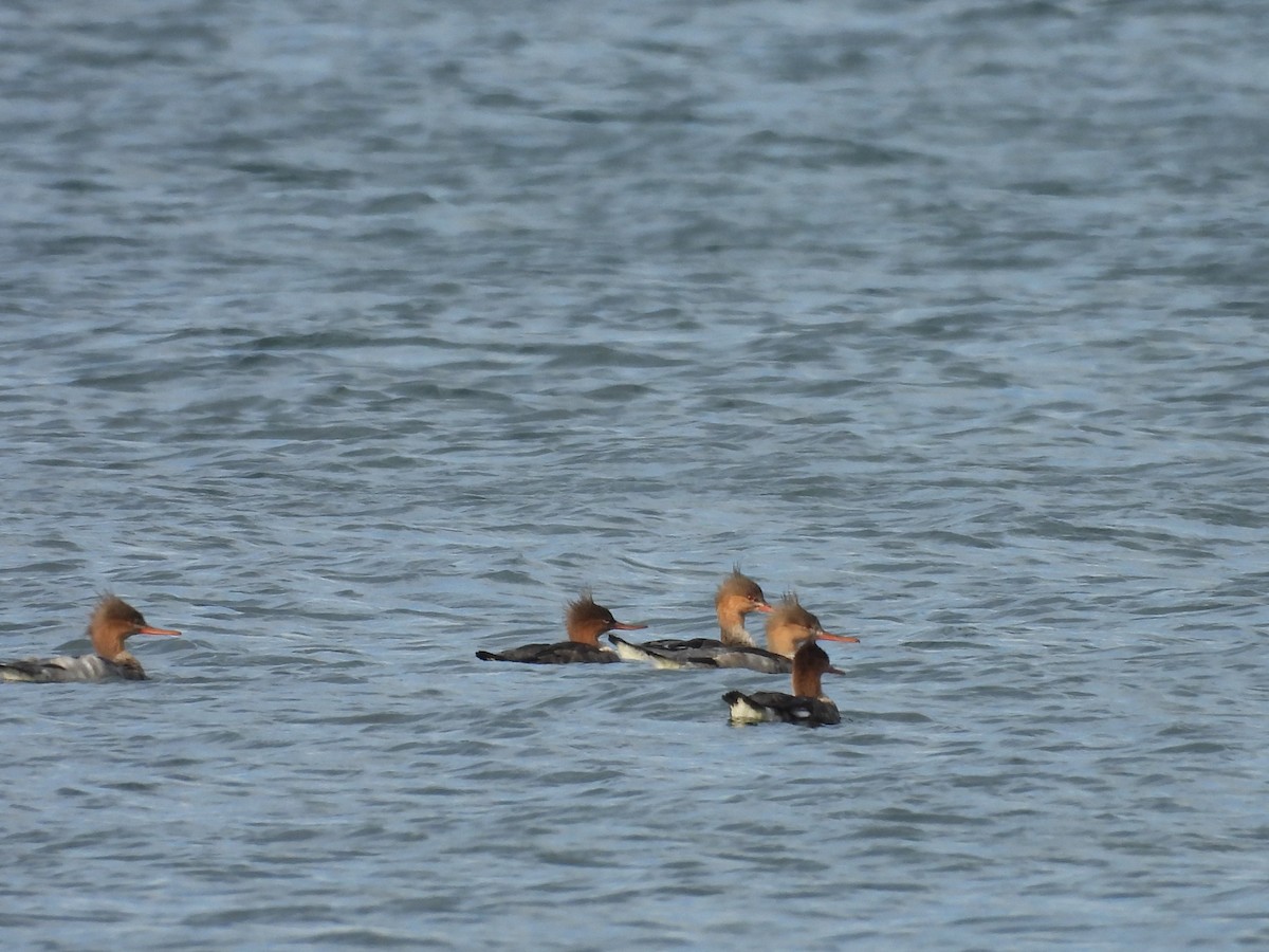 Сэвгэр бохио - ML626080925