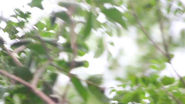 フタオビムシクイ - ML626080927