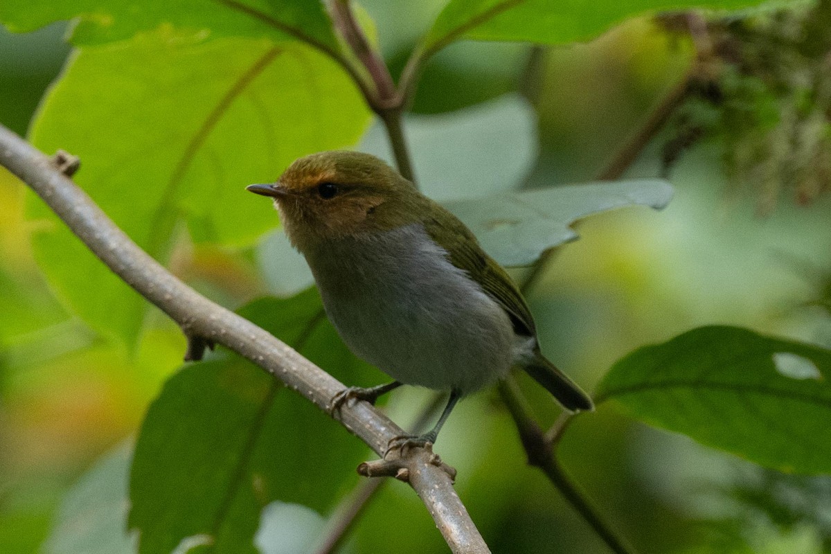 Red-faced Woodland-Warbler - ML626080928