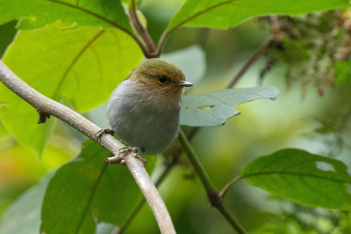 Red-faced Woodland-Warbler - ML626080942