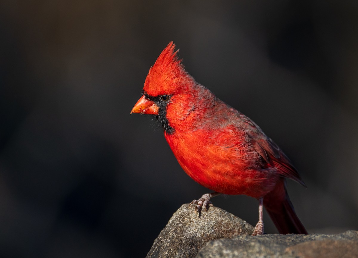 Northern Cardinal - ML626080947