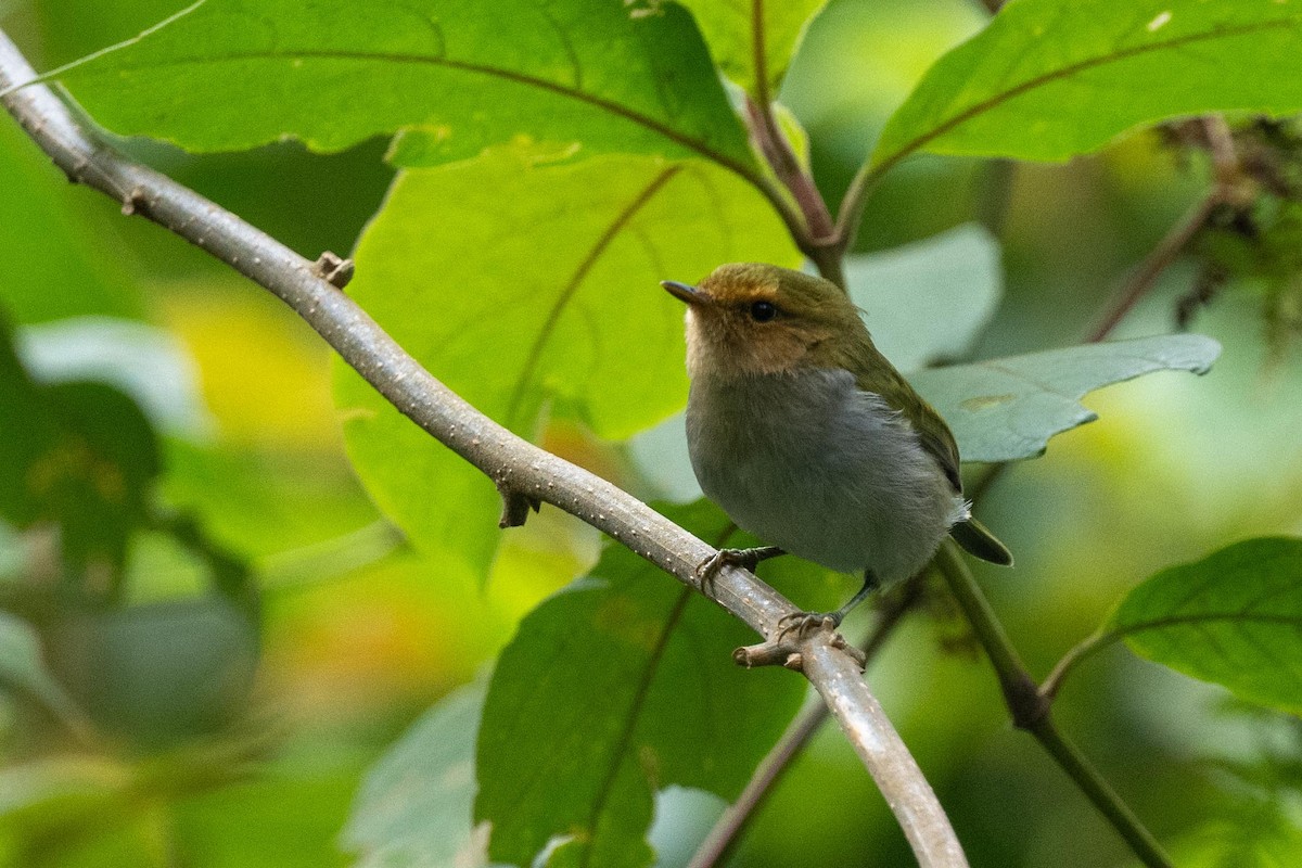 Red-faced Woodland-Warbler - ML626080949