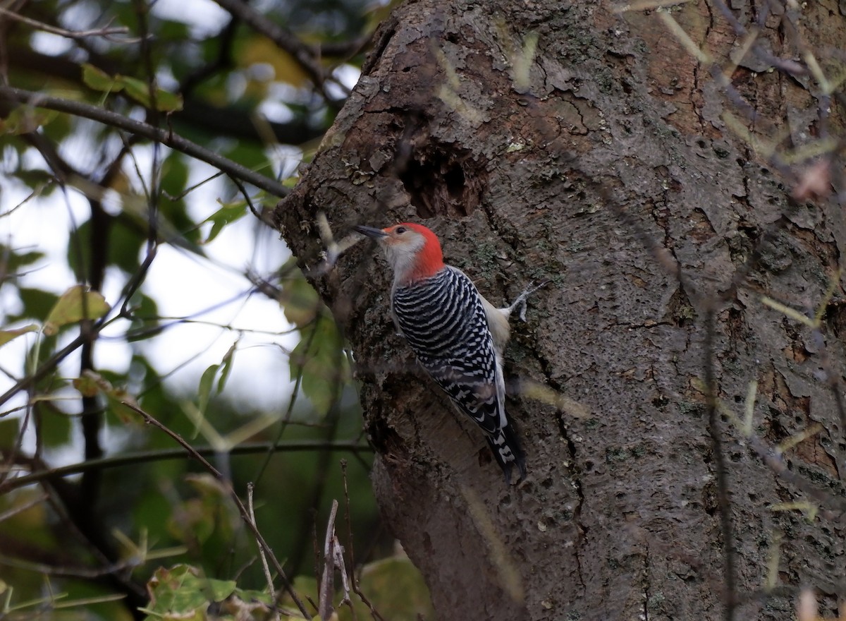 Red-bellied Woodpecker - ML626080964