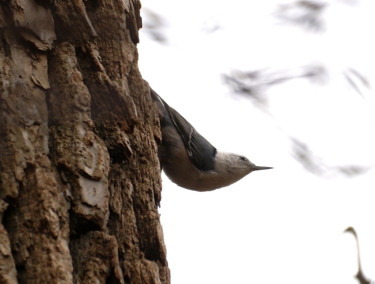 White-breasted Nuthatch - ML626080975