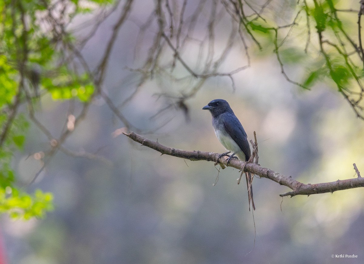 Drongo Ventriblanco - ML626080985