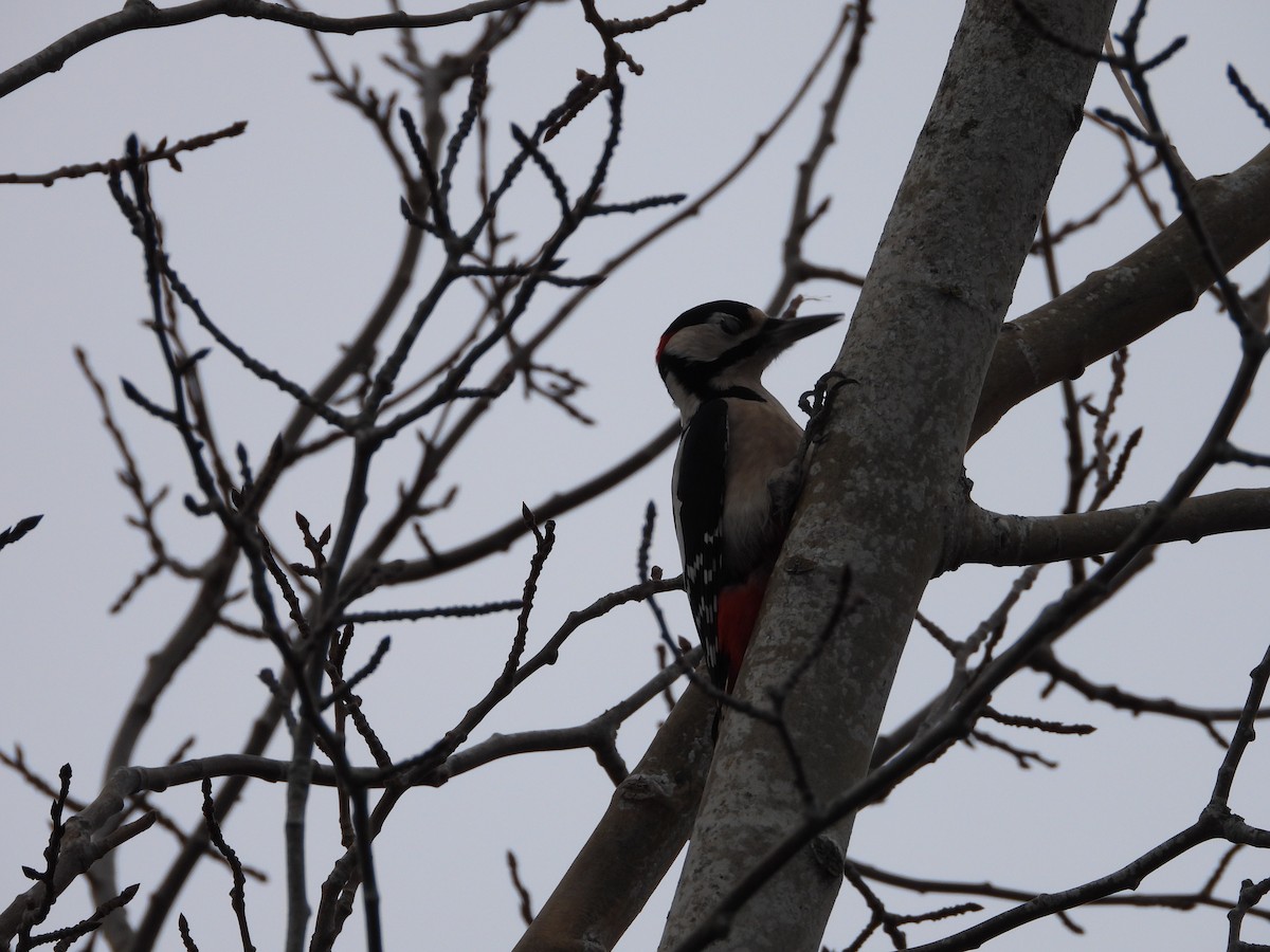 Great Spotted Woodpecker (Great Spotted) - ML626081053