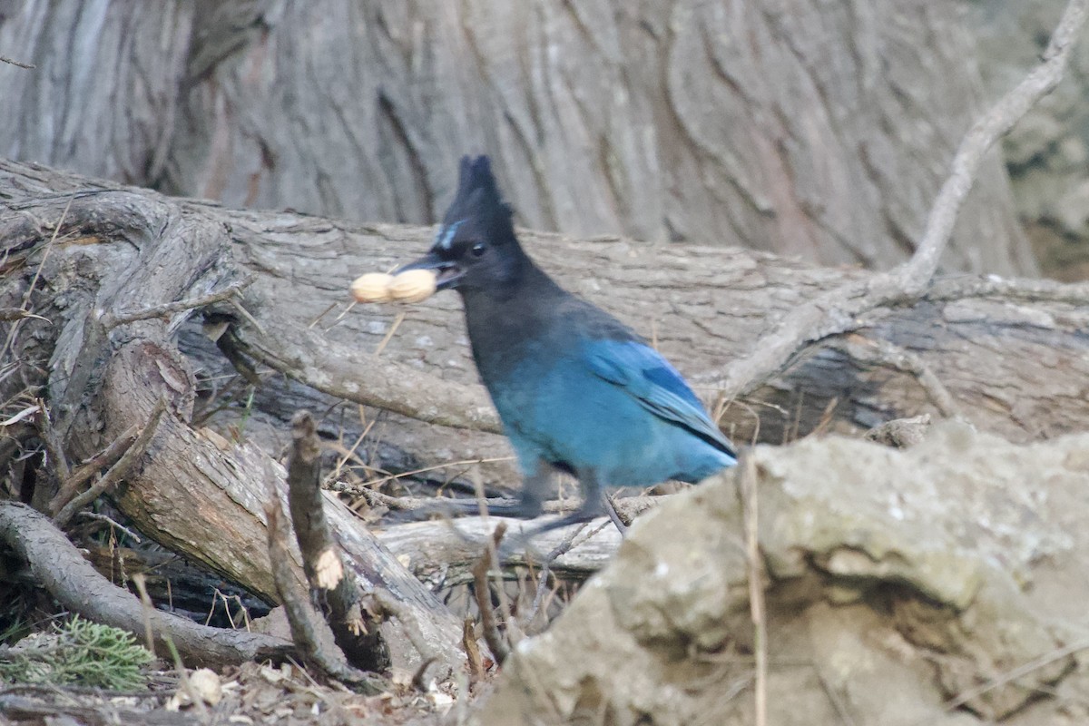 Steller's Jay (Coastal) - ML626081068