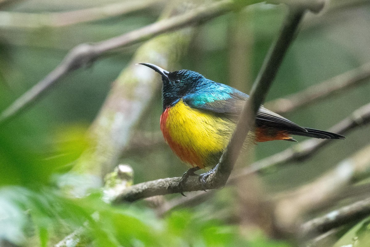 Regal Sunbird - ML626081076