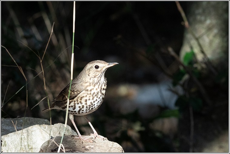Song Thrush - ML626081111