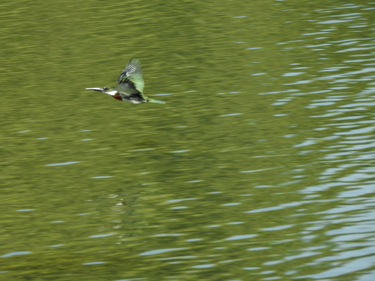 Amazon Kingfisher - ML626081115