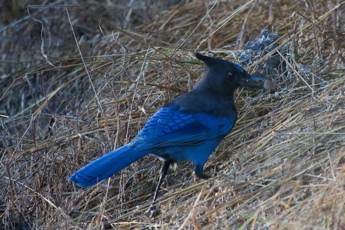 Steller's Jay (Coastal) - ML626081120