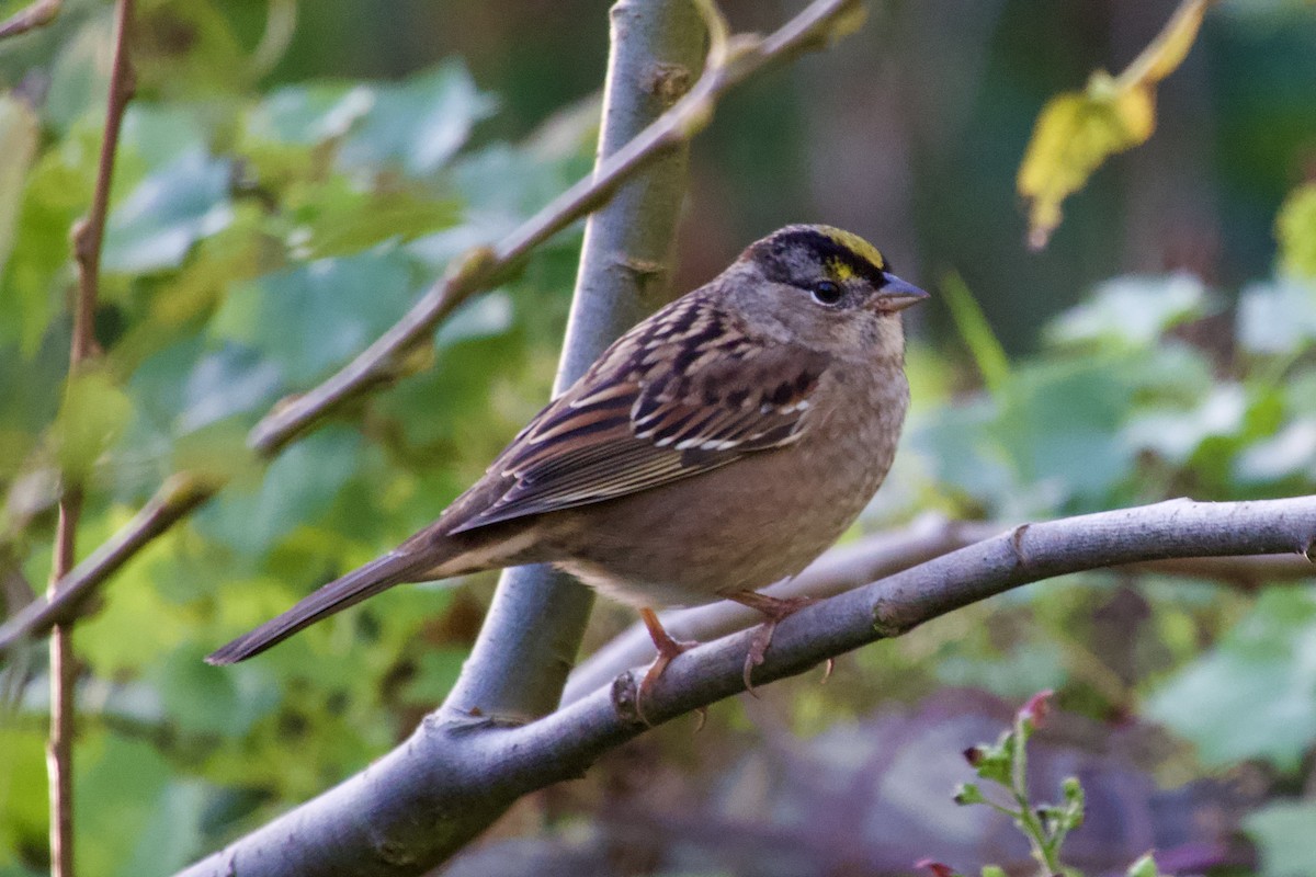 Golden-crowned Sparrow - ML626081146