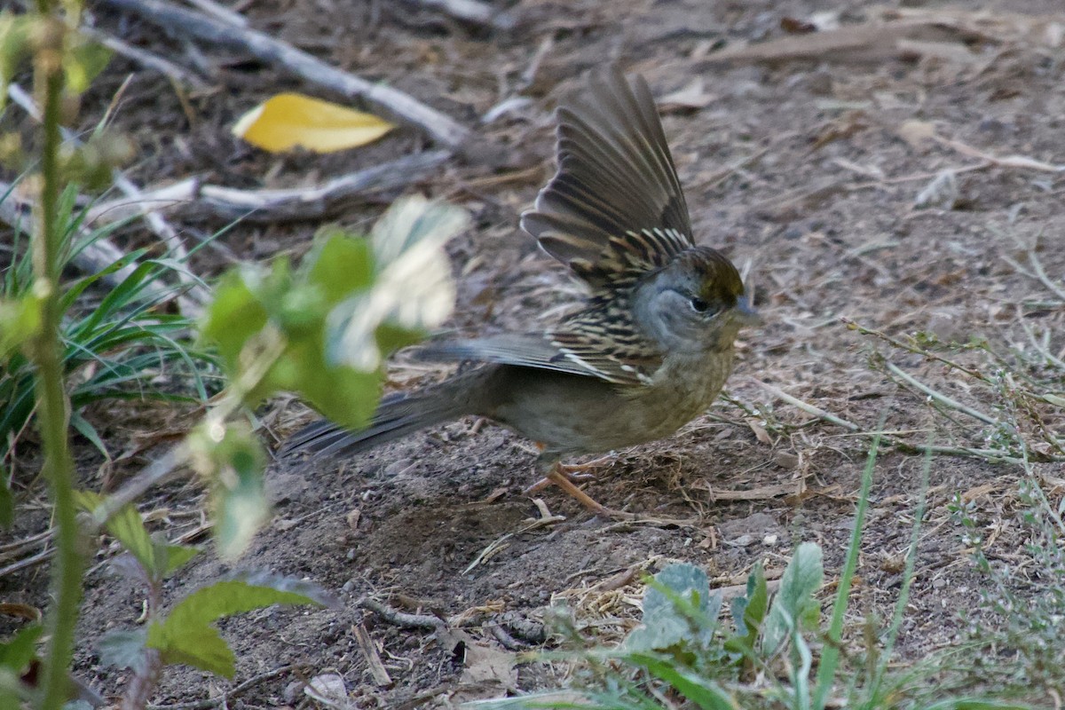 Golden-crowned Sparrow - ML626081183