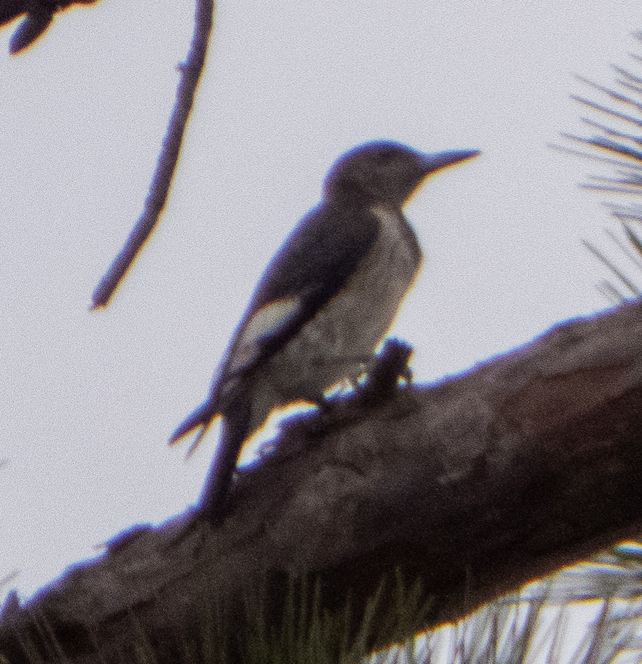 Red-headed Woodpecker - ML626081213