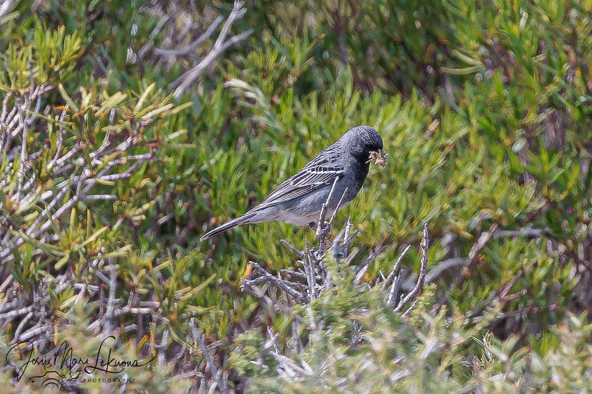 Mourning Sierra Finch - ML626081221