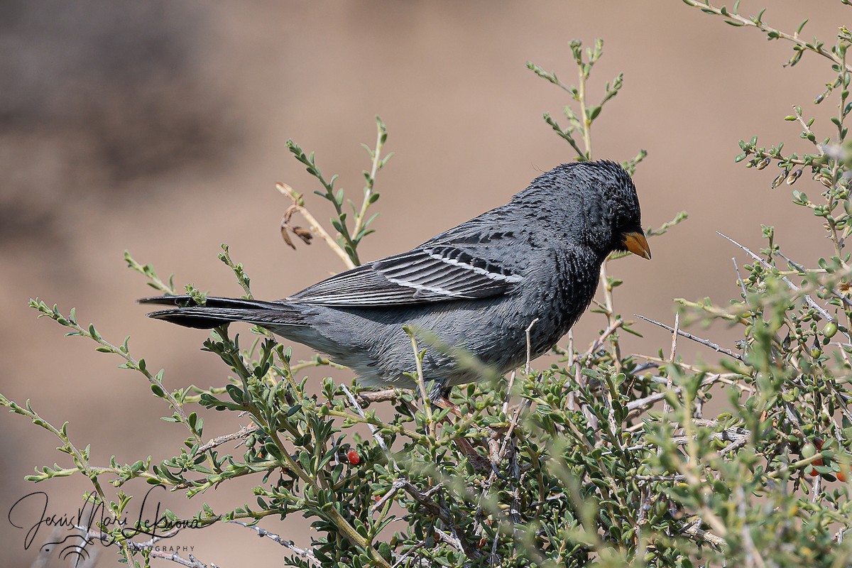 Mourning Sierra Finch - ML626081222