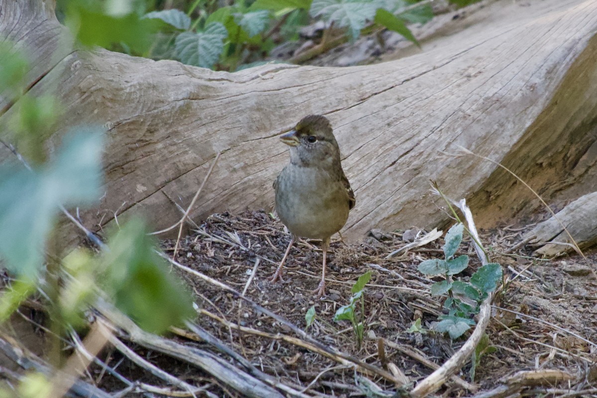 Golden-crowned Sparrow - ML626081243