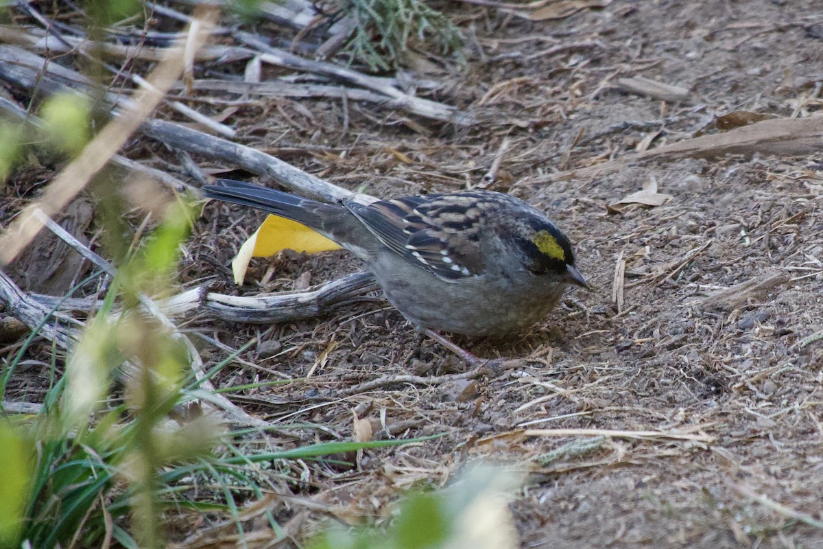 Golden-crowned Sparrow - ML626081286