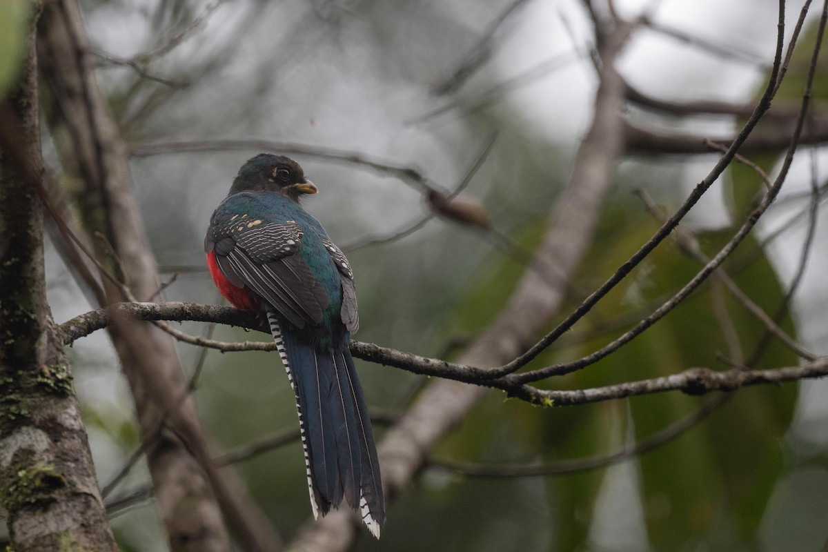 Bar-tailed Trogon - ML626081291