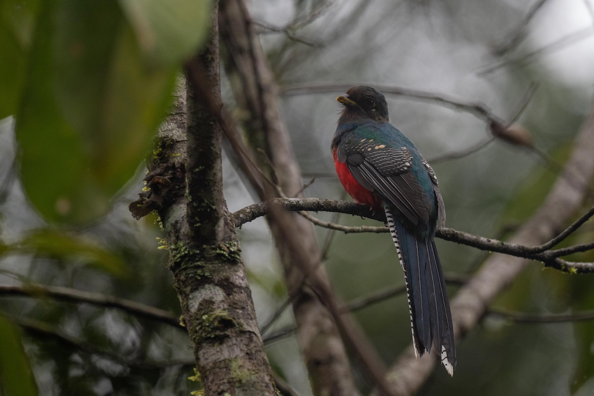 Bar-tailed Trogon - ML626081292