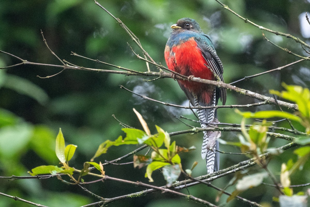 Bar-tailed Trogon - ML626081293