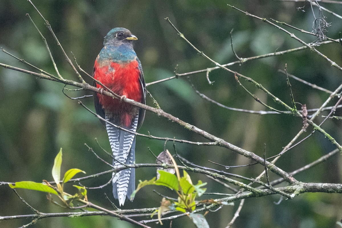 Bar-tailed Trogon - ML626081294