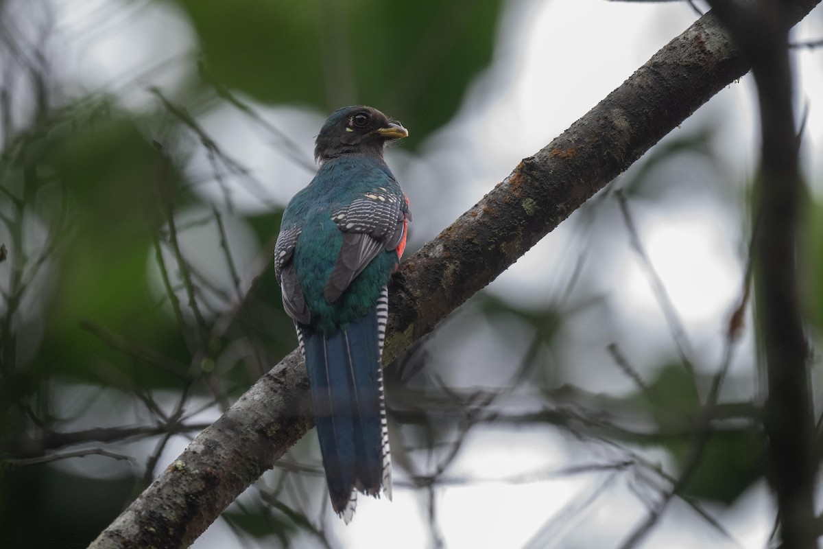 Bar-tailed Trogon - ML626081295