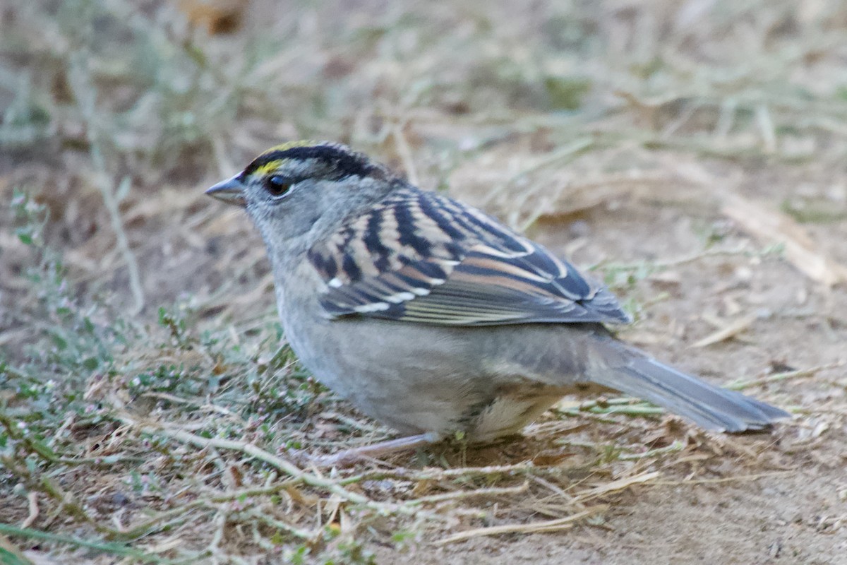 Golden-crowned Sparrow - ML626081320